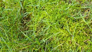 rid of moss lawns